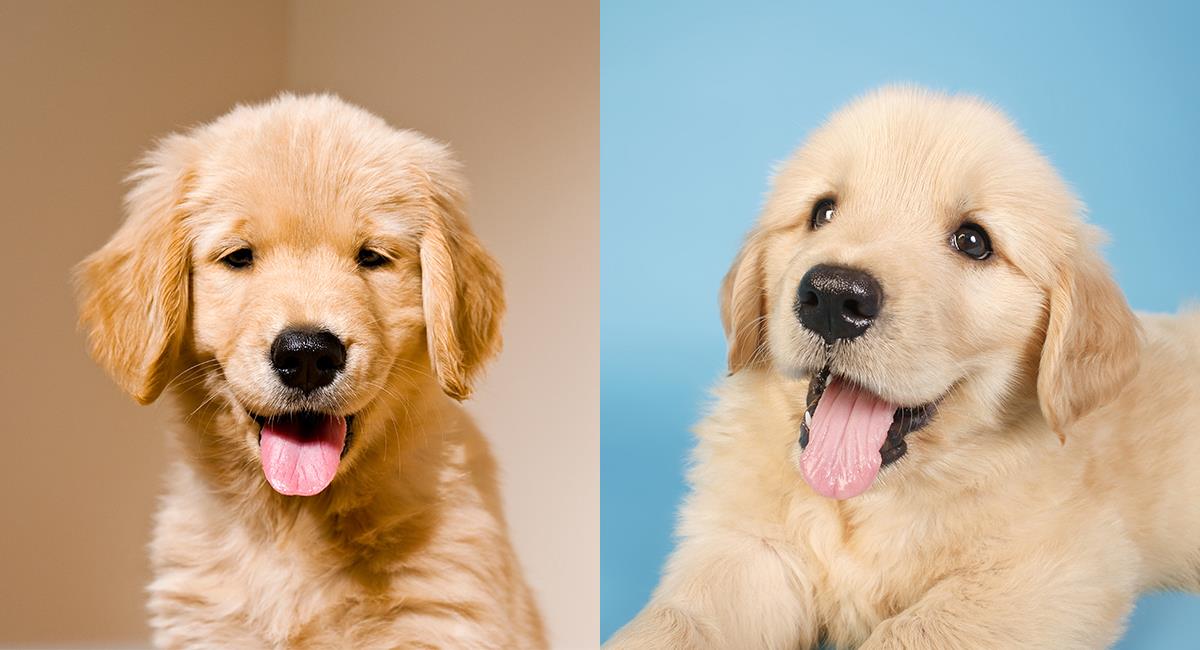 2 nuevos integrantes en ‘La Casa de los Famosos’: polémica por usar perros en el reality. Foto: Shutterstock