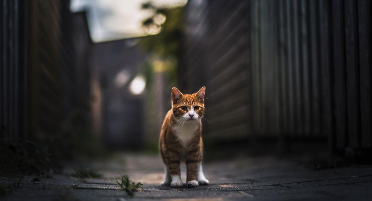 Alerta en Japón por fuga de gato contaminado con productos cancerígenos. Foto: Shutterstock