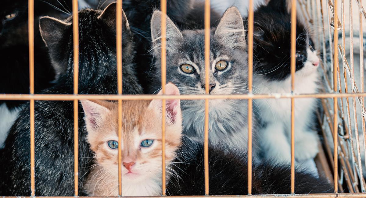Más de 30 gatos en riesgo de ser sacrificados en Tuluá: el refugio ya no podrá funcionar. Foto: Shutterstock
