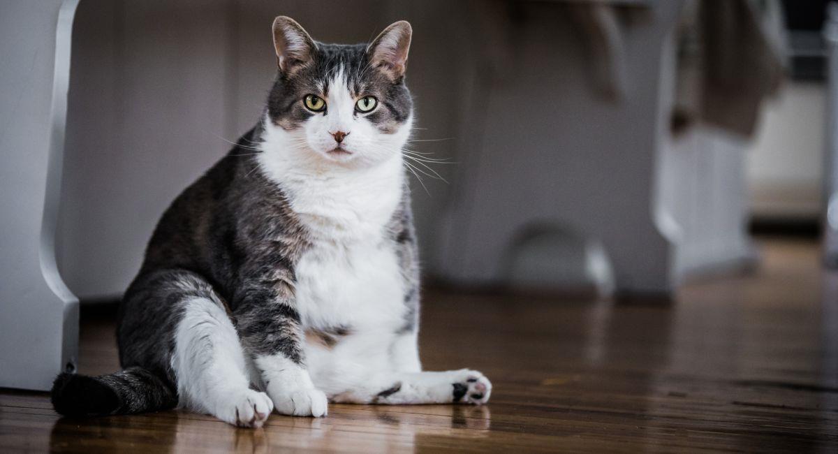 Así puedes saber si tu gato está envejecido. Foto: Shutterstock