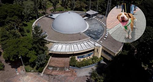 Jornada de adopción en el Planetario de Bogotá: ¿cuándo será?