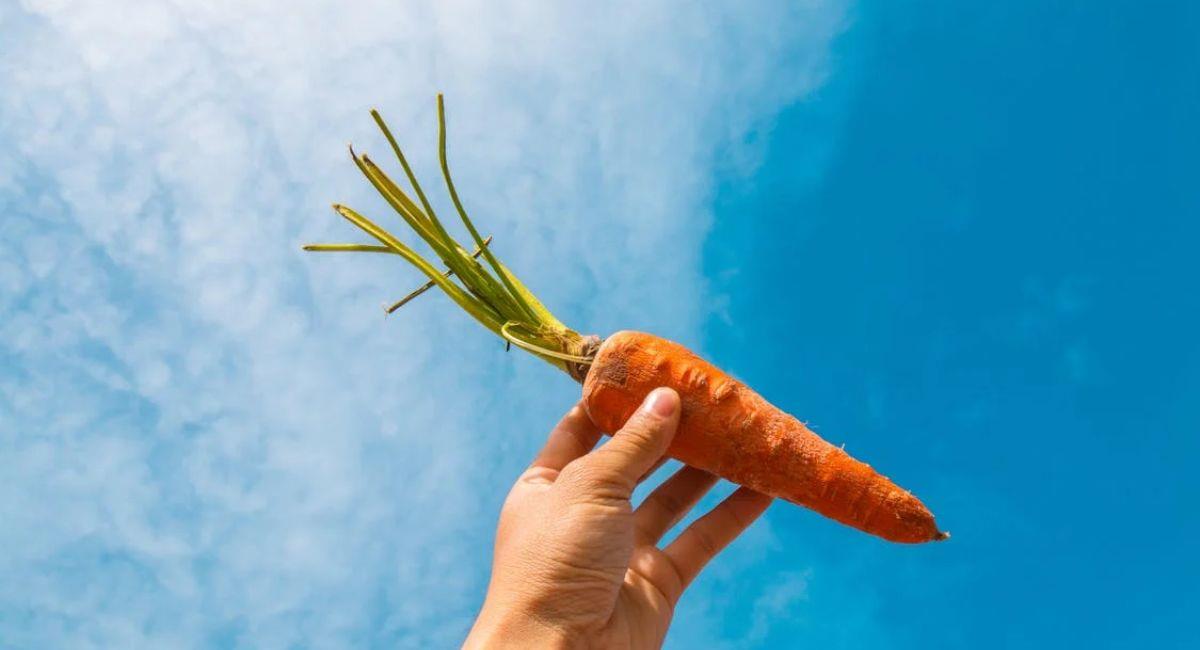 Zanahoria. Foto: Pexels
