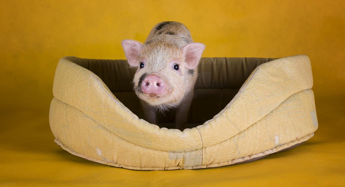 Mini pig: todo lo que debes saber si quieres tener uno como mascota. Foto: Shutterstock