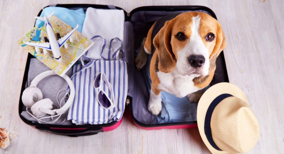 Nuevas medidas para viajar con mascotas en avión o en carro. Foto: Shutterstock