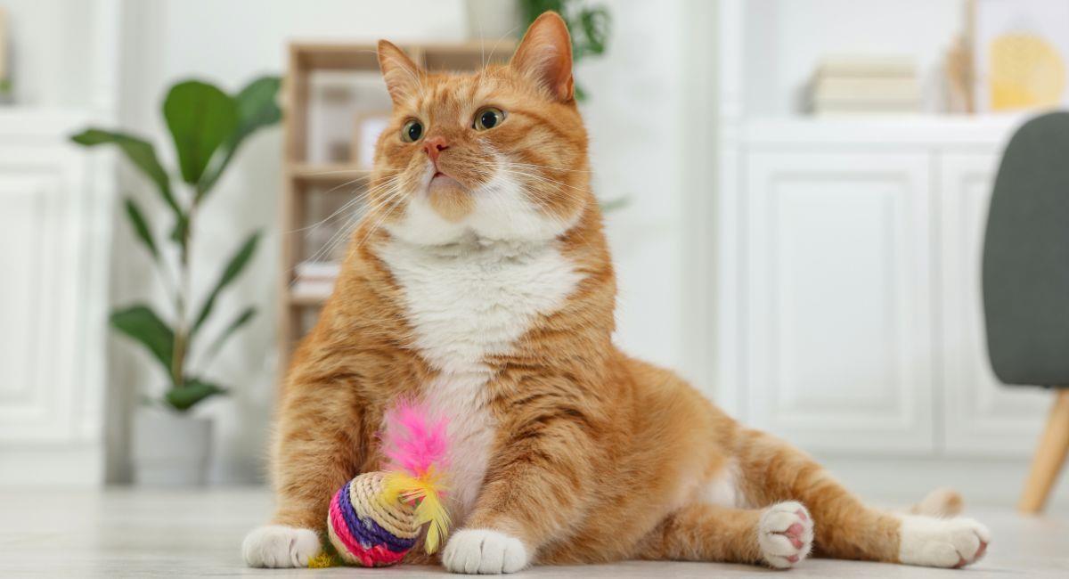 20 ideas de nombres poderosos para gatos y gatas. Foto: Shutterstock