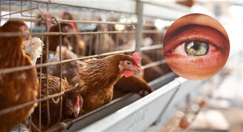 Estados Unidos detecta primer caso humano de gripe aviar