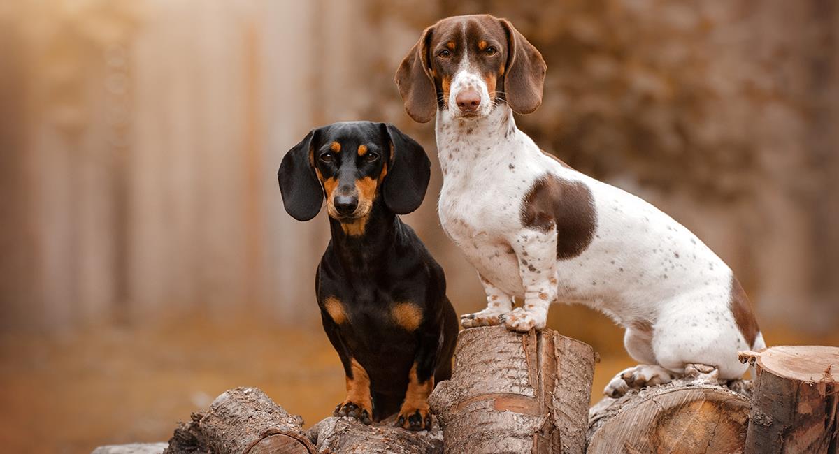 ¿Desaparecerán los perros salchicha? Polémica por ley que buscaría acabar con esta raza. Foto: Shutterstock
