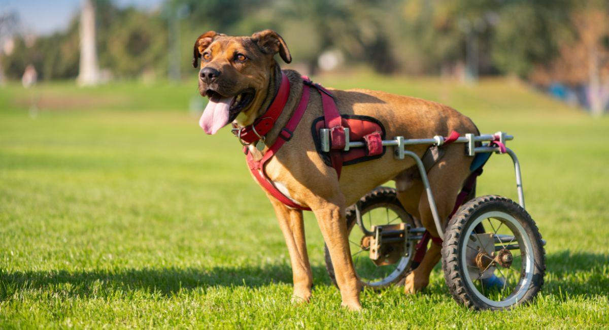 Crean proyecto para ayudar a mascotas con movilidad reducida. Foto: Shutterstock