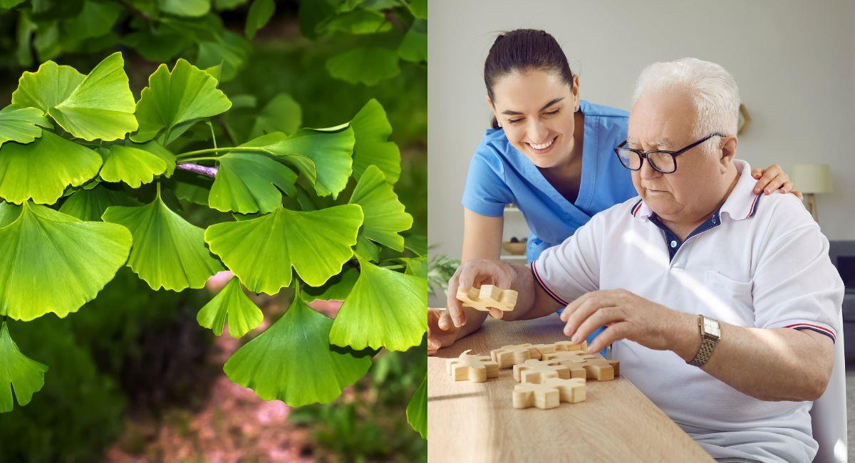 Esta es la planta que combate la demencia. Foto: Shutterstock