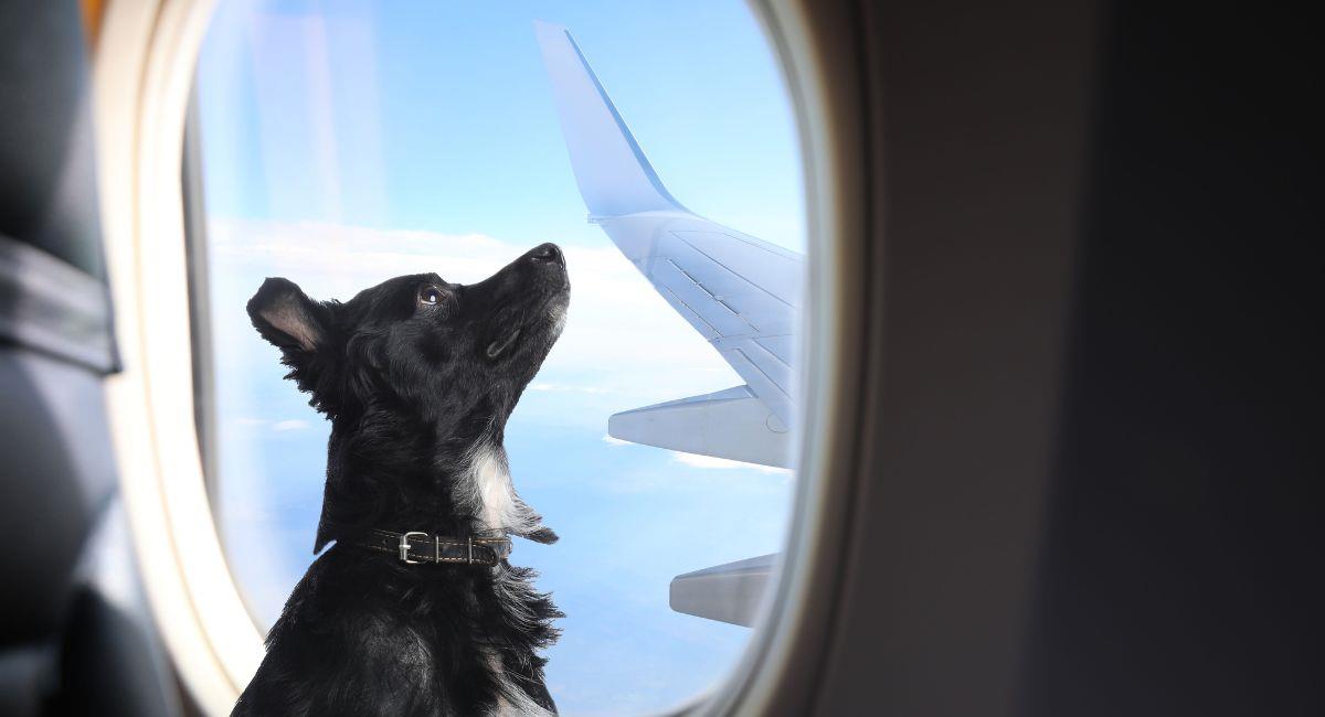 Viajar en avión con mascotas será más sencillo con nueva política de aerolínea. Foto: Shutterstock