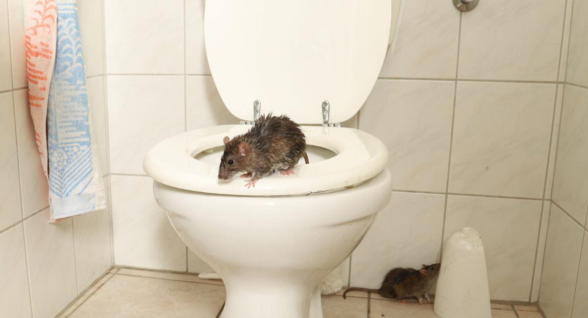 Hombre terminó en el hospital tras mordedura de rata. Foto: Shutterstock