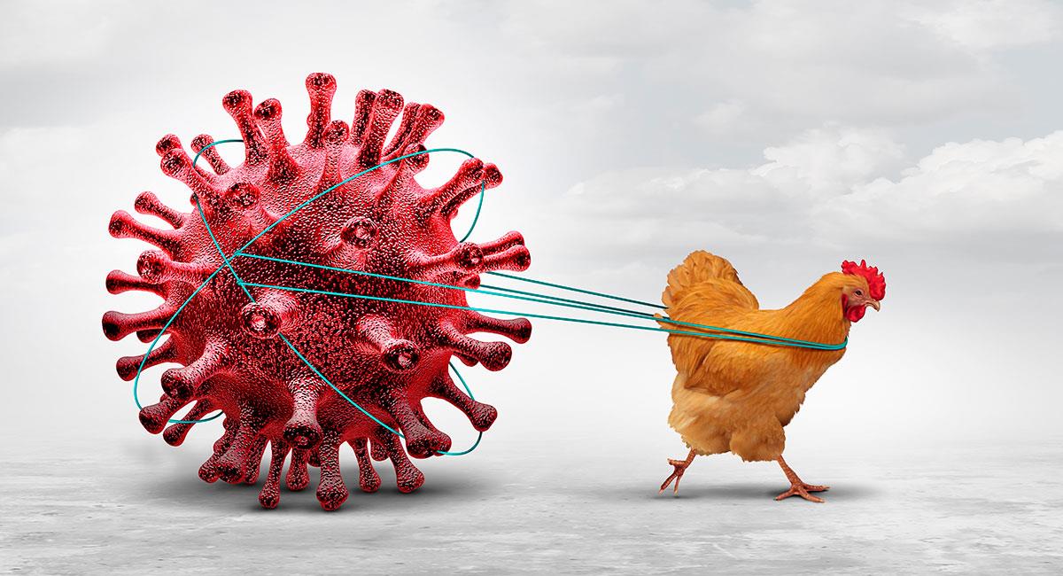 La gripa aviar preocupa a las autoridades sanitarias de los Estados Unidos. Foto: Shutterstock
