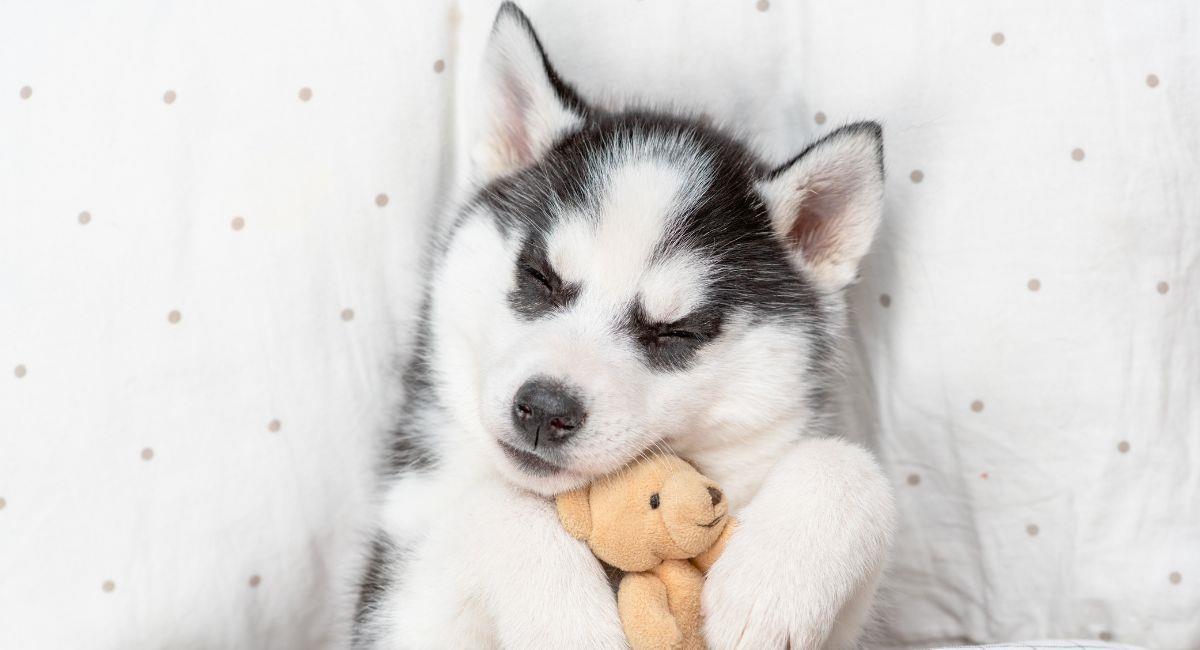 Los peligros de despertar a las mascotas cuando tienen pesadillas. Foto: Shutterstock