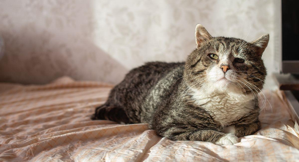 ¿A qué edad se considera que un gato es viejo? Recomendaciones para su cuidado. Foto: Shutterstock