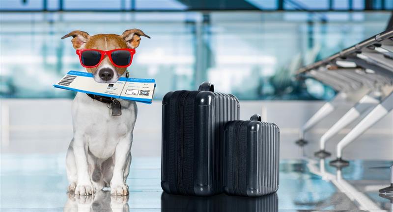 Nueva aerolínea de lujo ofrece vuelos cómodos para perros y sus dueños
