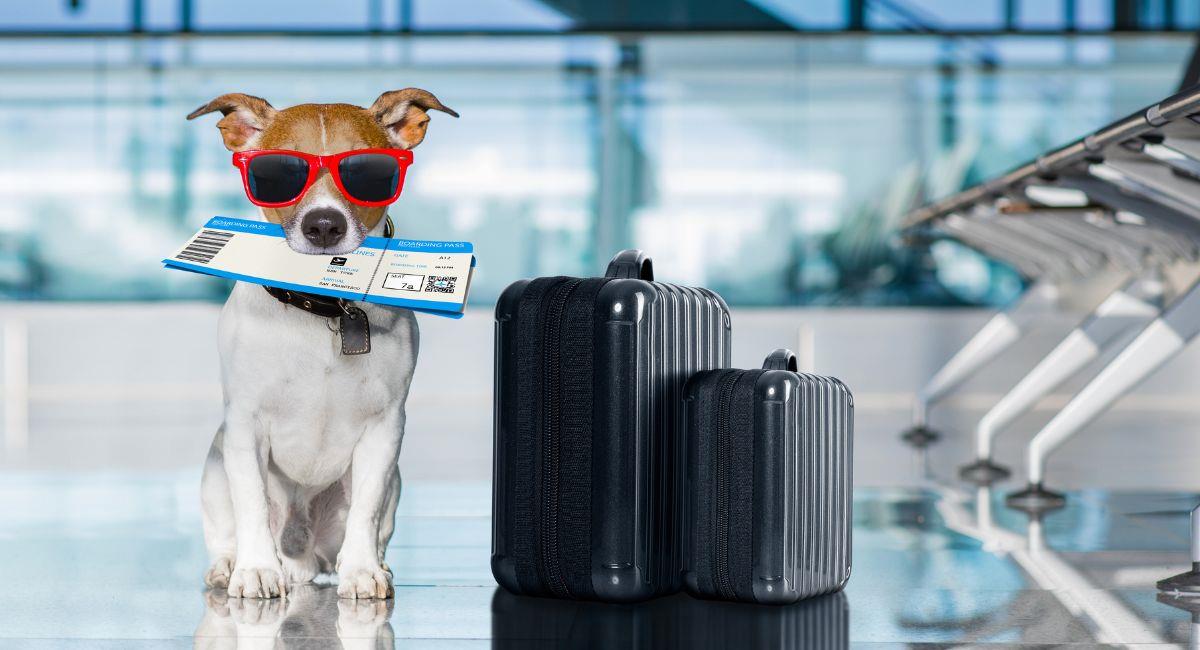Nueva aerolínea de lujo ofrece vuelos cómodos para perros y sus dueños. Foto: Shutterstock