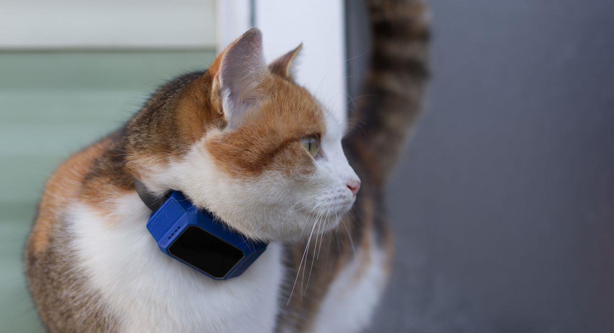 4 apps que te permitirán rastrear a tu mascota desde el celular. Foto: Shutterstock