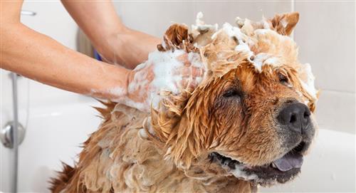 ¿Cómo reducir el consumo de agua en el baño de mascotas?