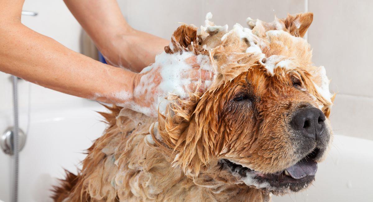 ¿Cómo reducir el consumo de agua en el baño de mascotas?. Foto: Shutterstock