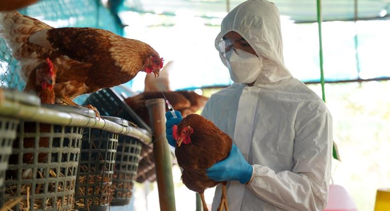 Transmisión de la gripe aviar en humanos genera preocupación