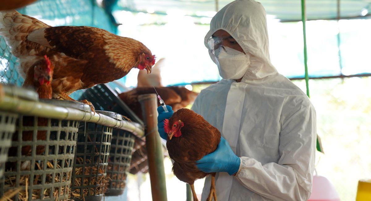 Transmisión de la gripe aviar en humanos genera preocupación. Foto: Shutterstock