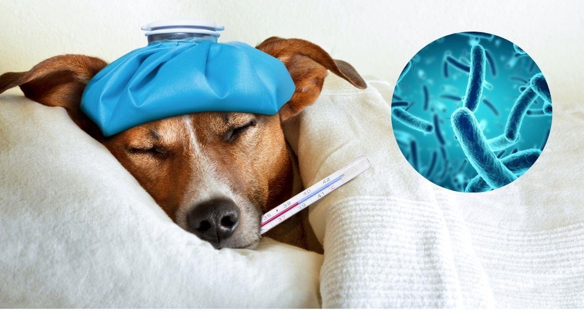 Estos son los síntomas de la leptospirosis canina. Foto: Shutterstock