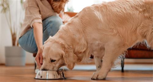 5 alimentos caseros seguros y nutritivos para perros y gatos