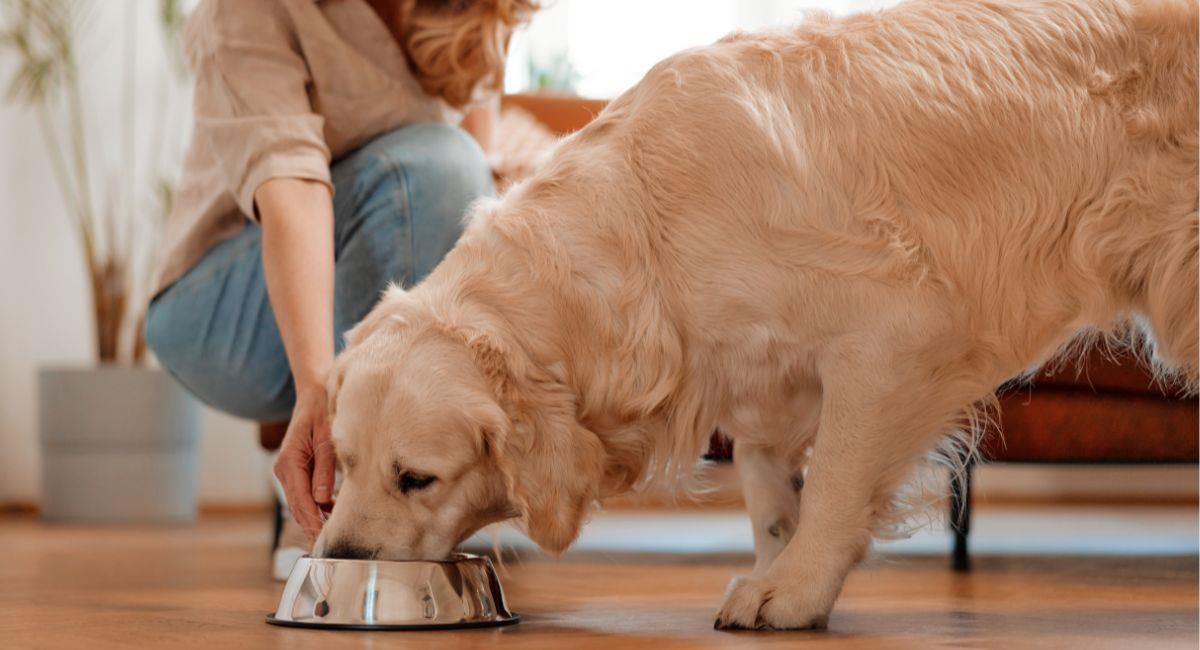 5 alimentos caseros seguros y nutritivos para perros y gatos. Foto: Shutterstock