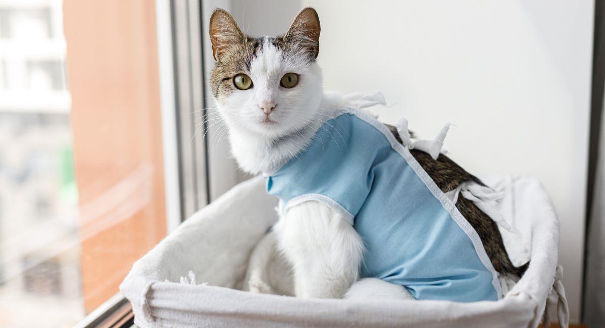 Nueva jornada de esterilización de mascotas en mayo. Foto: Shutterstock