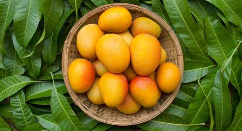 La hoja de mango se emplea como receta medicinal: ¿Para qué sirve?