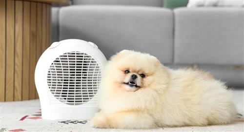 Trucos para evitar un golpe de calor en tus mascotas