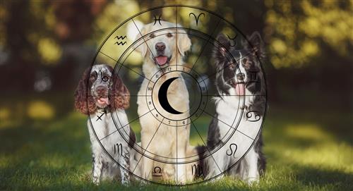 Descubre qué raza de perro es la ideal para tu signo del zodíaco