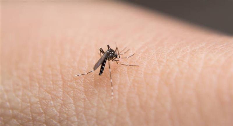 El Virus Oropouche, similar al dengue, reportado en cinco ciudades de Colombia
