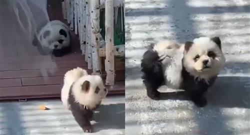 Zoológico pinta perros para hacerlos pasar por pandas
